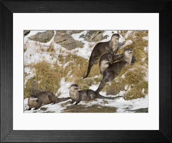 Framed Print : Northern River Otter - lying down on snow along river bank - Winter - Wyoming - Montana - USA _D3A9385 Framed Print : Northern River Otter - lying down on snow along river bank - Winter - Wyoming - Montana - USA _D3A9385