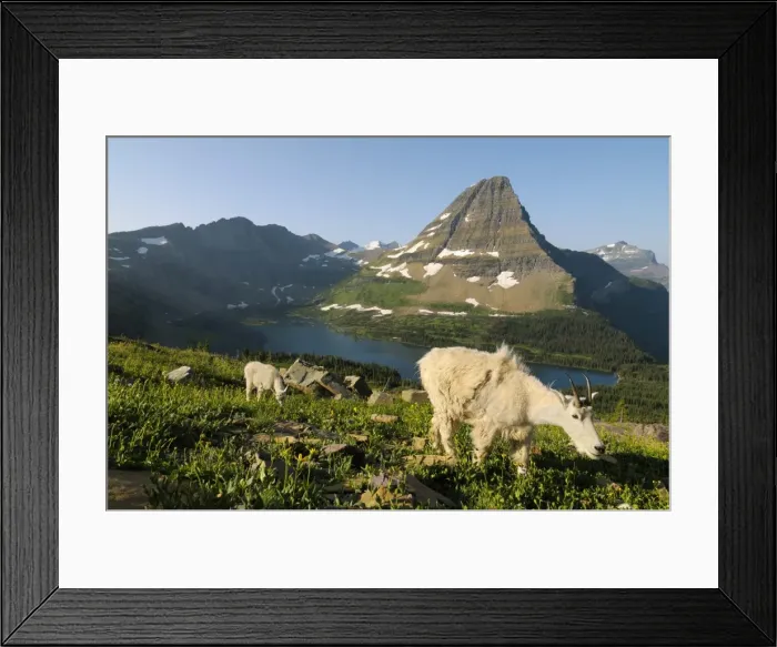 Framed Print : Mountain Goats - nanny and kid near Hidden Lake and Bearhat Mountain in Glacier National Park - Montana - USA - Summer _D3A8390 Framed Print : Mountain Goats - nanny and kid near Hidden Lake and Bearhat Mountain in Glacier National Park - Montana - USA - Summer _D3A8390