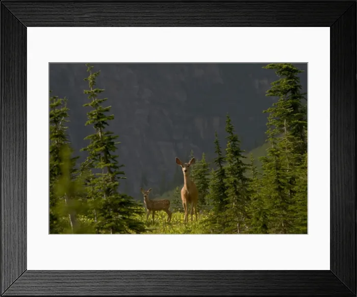 Framed Print : Mule Deer - doe and fawn in wildflowers (mostly glacier lilies) - Logan Pass - Glacier National Park - Montana - USA - Summer _D3A8693 Framed Print : Mule Deer - doe and fawn in wildflowers (mostly glacier lilies) - Logan Pass - Glacier National Park - Montana - USA - Summer _D3A8693