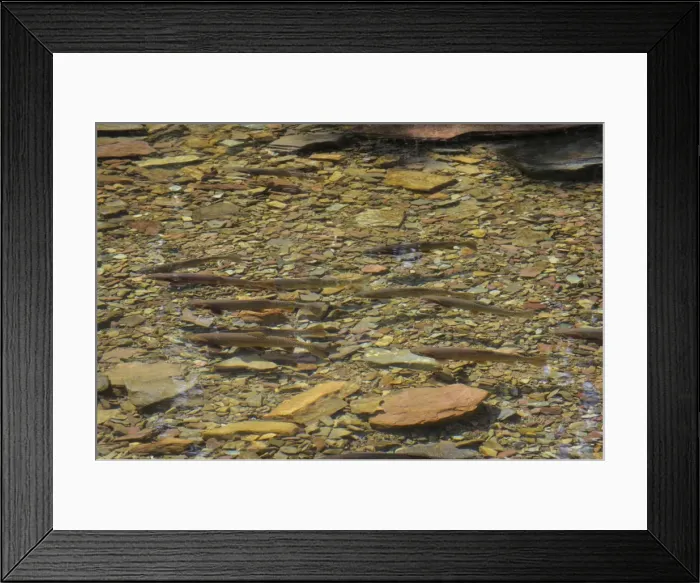 Framed Print : Cutthroat Trout - in spawning stream - Glacier National Park - Montana - USA - July _D3A8757 Framed Print : Cutthroat Trout - in spawning stream - Glacier National Park - Montana - USA - July _D3A8757