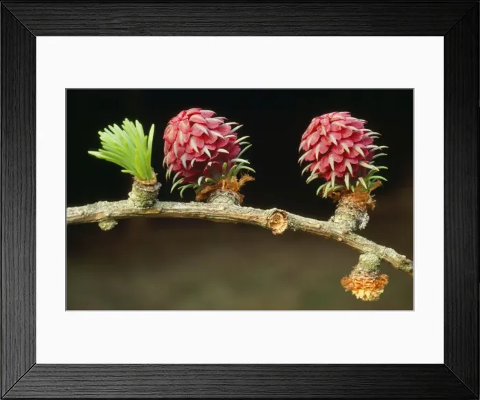Framed Print : European Larch Tree - flowers Framed Print : European Larch Tree - flowers