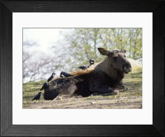 Framed Print : Jackdaws - plucking hairs from Moose for nest building Framed Print : Jackdaws - plucking hairs from Moose for nest building