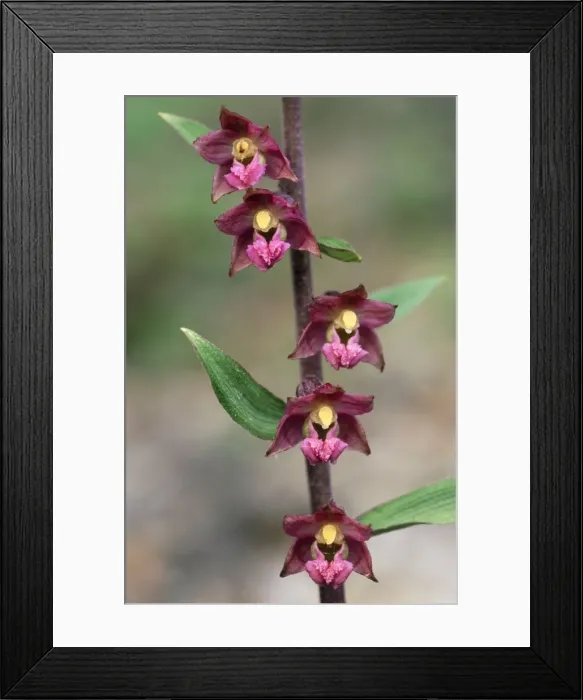 Framed Print : Dark Red Helleborine Orchid Framed Print : Dark Red Helleborine Orchid