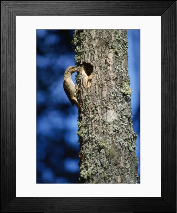 Framed Print : Wryneck - at nest in tree Framed Print : Wryneck - at nest in tree