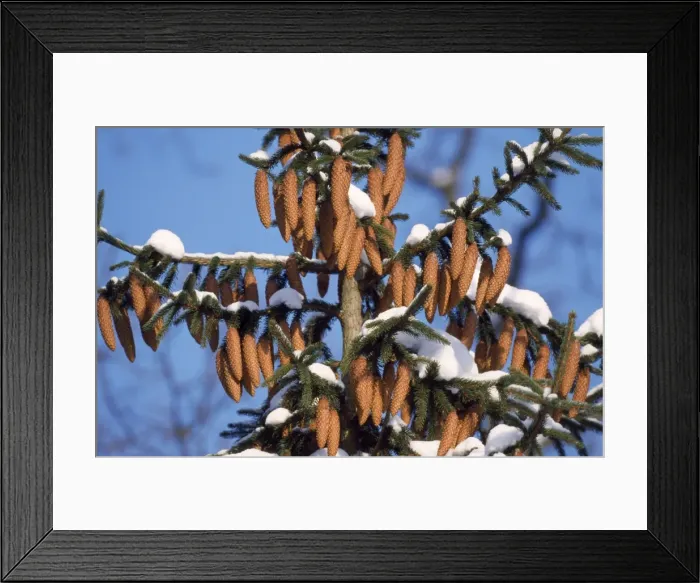 Framed Print : Norway Spruce - ripened fir cones in winter Framed Print : Norway Spruce - ripened fir cones in winter