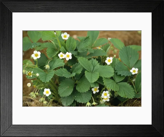 Framed Print : Garden Strawberry Framed Print : Garden Strawberry
