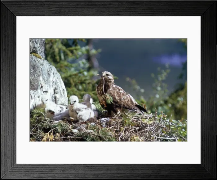 Framed Print : Rough Legged Buzzard - on nest ledge with young Framed Print : Rough Legged Buzzard - on nest ledge with young