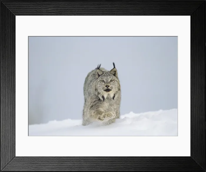 Framed Print : Canadian Lynx - walking through deep powder snow in late evening - Rocky Mountains - Idaho MR1354 Framed Print : Canadian Lynx - walking through deep powder snow in late evening - Rocky Mountains - Idaho MR1354
