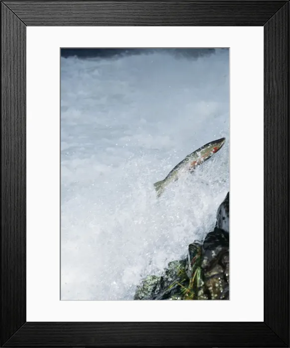 Framed Print : Steelhead / Rainbow Trout Sea going Rainbow Trout Migrating up stream to spawn Framed Print : Steelhead / Rainbow Trout Sea going Rainbow Trout Migrating up stream to spawn