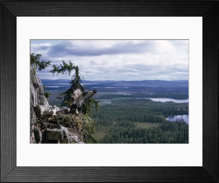 Framed Print : Rough Legged Buzzard - on nest ledge with young, 200m up a mountain Framed Print : Rough Legged Buzzard - on nest ledge with young, 200m up a mountain