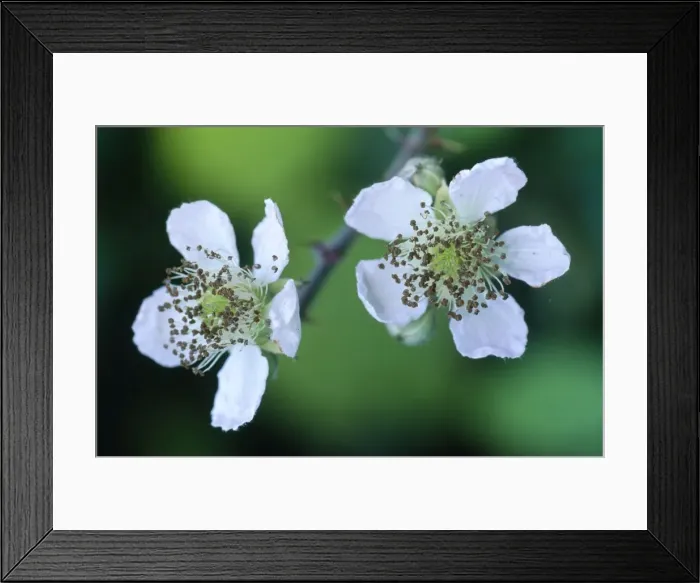 Framed Print : Blackberry Bramble Blossom Framed Print : Blackberry Bramble Blossom