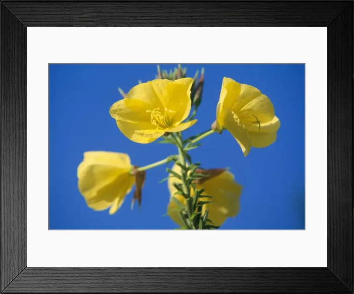 Framed Print : Evening Primrose blossom Framed Print : Evening Primrose blossom