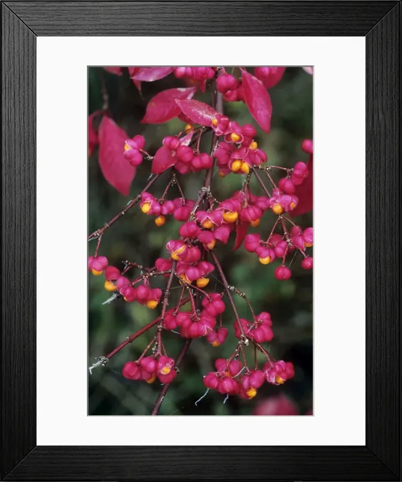Framed Print : Spindle Tree - ripened berries in autumn Framed Print : Spindle Tree - ripened berries in autumn