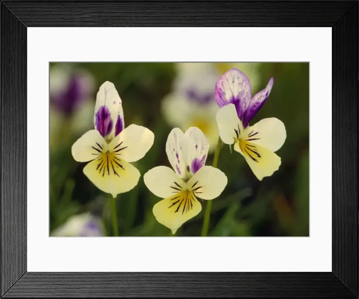 Framed Print : Wild Pansy Flowers Framed Print : Wild Pansy Flowers