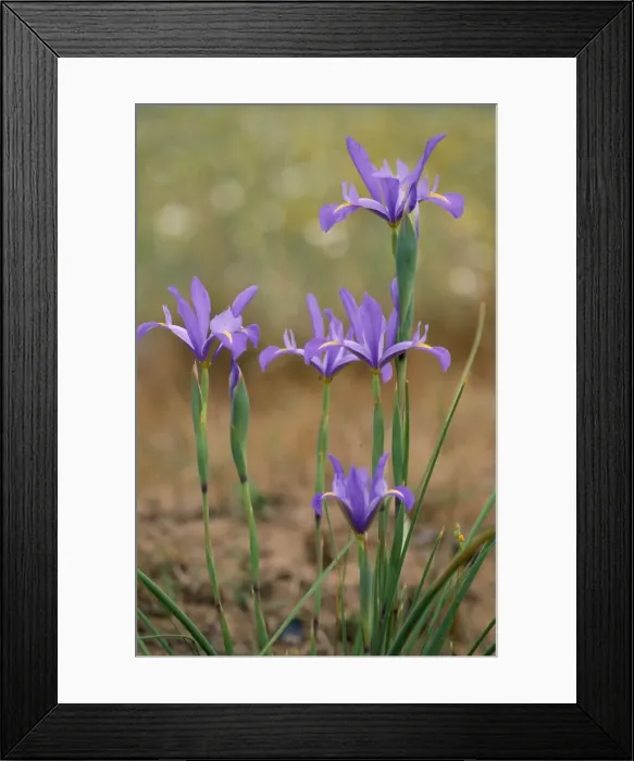 Framed Print : Spanish Iris South Spain Framed Print : Spanish Iris South Spain