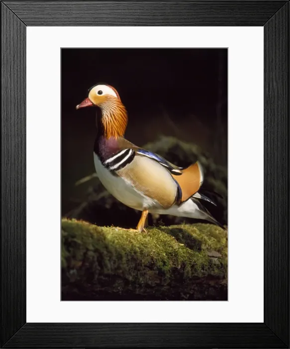 Framed Print : Mandarin Duck - male resting on log in the water Framed Print : Mandarin Duck - male resting on log in the water