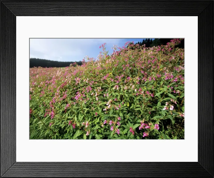 Framed Print : Himalayan Balsam - growing in ditch Framed Print : Himalayan Balsam - growing in ditch