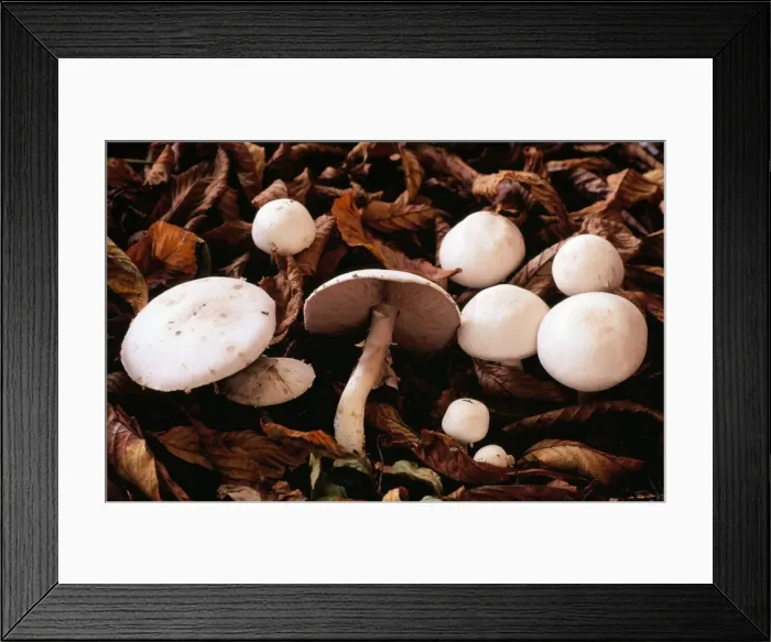 Framed Print : Field Mushroom - edible fungus Framed Print : Field Mushroom - edible fungus