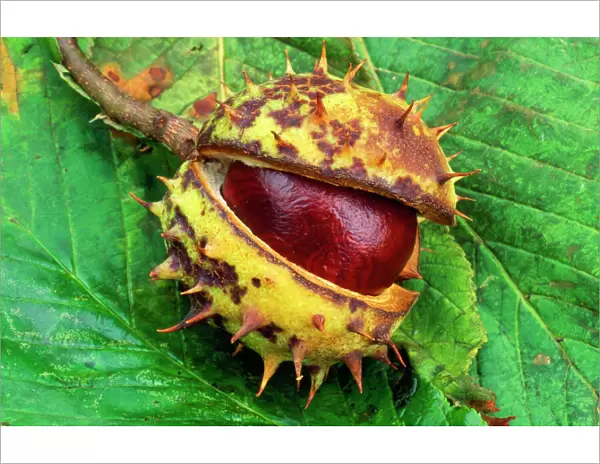 Horse Chestnut - single chestnut in spiky sheath