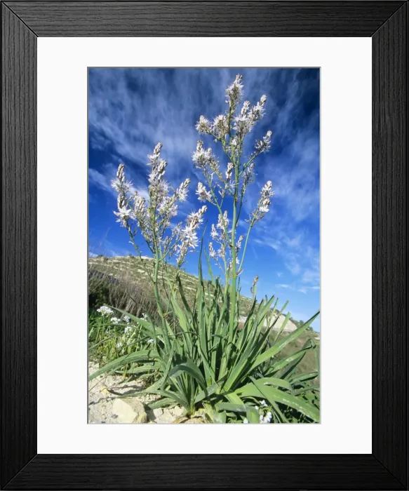 Framed Print : Asphodel. USH-1281. Turkish / Summer ASPHODEL / Silver Rod Framed Print : Asphodel. USH-1281. Turkish / Summer ASPHODEL / Silver Rod