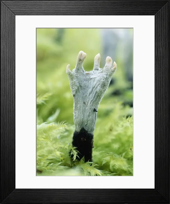 Framed Print : Candle-snuff / Stag's horn Fungi - growing on tree stump Framed Print : Candle-snuff / Stag's horn Fungi - growing on tree stump