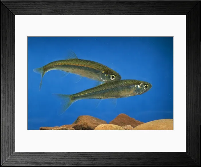 Framed Print : Moderlieschen / Belica / Pond Dweller / Motherless Minnow Framed Print : Moderlieschen / Belica / Pond Dweller / Motherless Minnow
