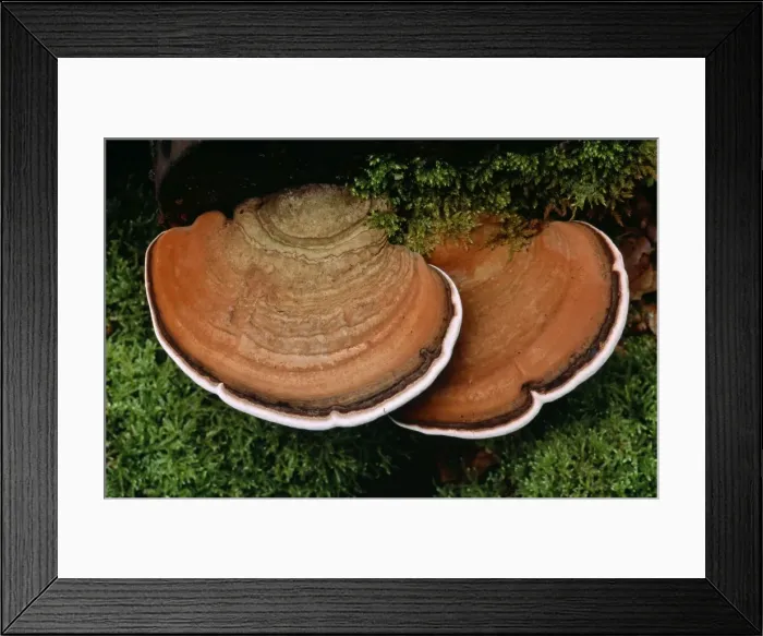 Framed Print : Artist's Palate Fungus Framed Print : Artist's Palate Fungus