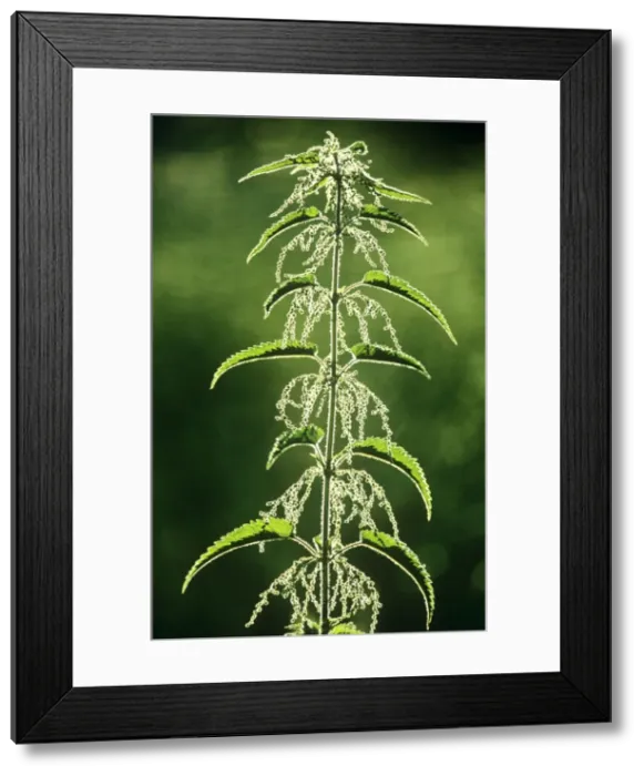 Framed Print : Nettle - flowering plant Framed Print : Nettle - flowering plant