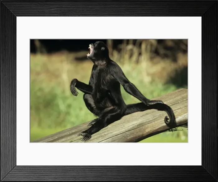 Framed Print : Black Spider Monkey - male howling / calling Framed Print : Black Spider Monkey - male howling / calling