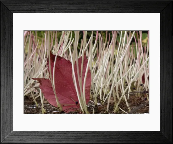 Framed Print : Boston Ivy - Petioles and leaf showing autumn colour of creeper on house wall Lower Saxony, Germany Framed Print : Boston Ivy - Petioles and leaf showing autumn colour of creeper on house wall Lower Saxony, Germany