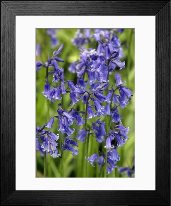Framed Print : Bluebells - Northumberland, England Framed Print : Bluebells - Northumberland, England