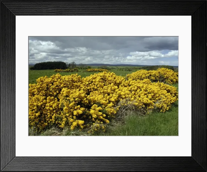 Framed Print : Gorse - Flowering in May Northumberland, England Framed Print : Gorse - Flowering in May Northumberland, England