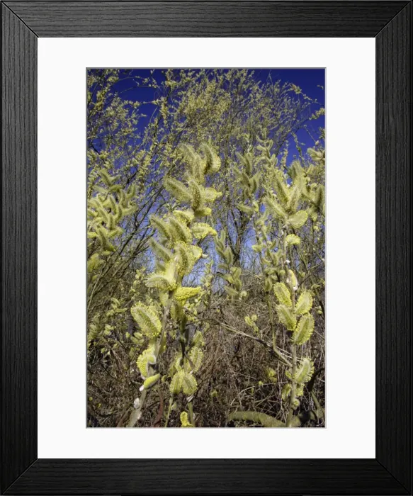 Framed Print : Goat Willow / Great Sallow - Flowering catkins covered in pollen, april. Lower Saxony, Germany Framed Print : Goat Willow / Great Sallow - Flowering catkins covered in pollen, april. Lower Saxony, Germany