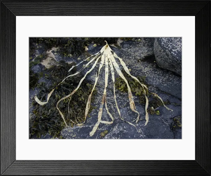 Framed Print : Seaweed-Kelp frond on seashore at low tide, Northumberland UK Framed Print : Seaweed-Kelp frond on seashore at low tide, Northumberland UK