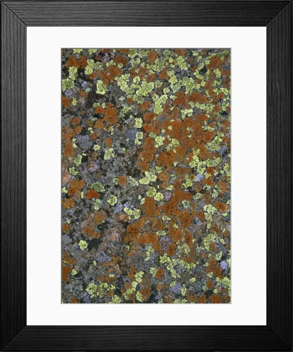 Framed Print : Lichen mosaic on boulder-Cow Green Reservoir Upper Teesdale, Durham UK Framed Print : Lichen mosaic on boulder-Cow Green Reservoir Upper Teesdale, Durham UK