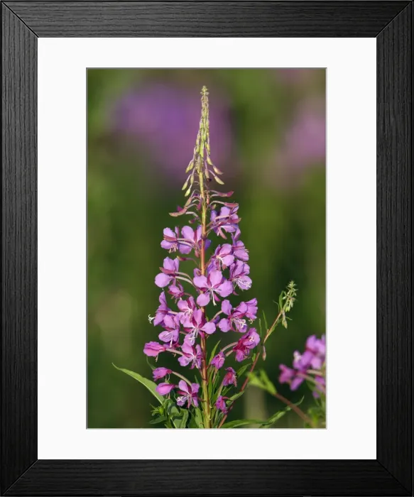Framed Print : Rosebay Willowherb-flowering plant, Hessen, Germany Framed Print : Rosebay Willowherb-flowering plant, Hessen, Germany