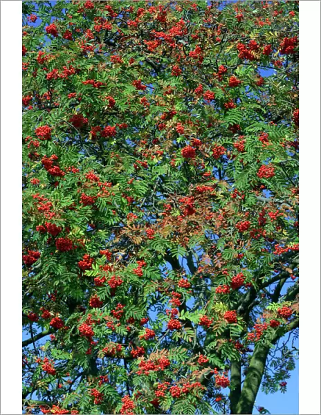 Rowan Tree  /  Mountain Ash - Ripe berries in autumn Lower Saxony, Germany