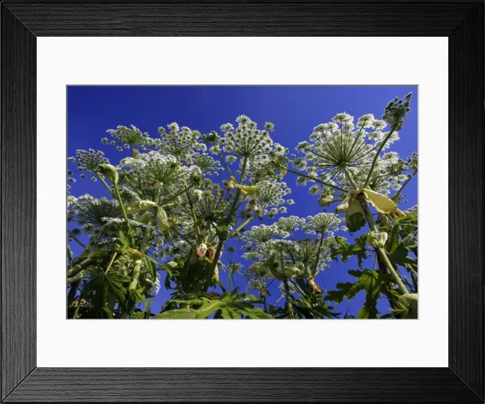 Framed Print : Giant Hogweed-flowering plants against blue sky, Hessen, Germany Framed Print : Giant Hogweed-flowering plants against blue sky, Hessen, Germany