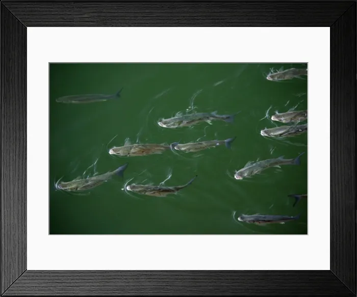 Framed Print : Leaping Grey Mullet - in harbour waters Costa Verde, Spain Framed Print : Leaping Grey Mullet - in harbour waters Costa Verde, Spain
