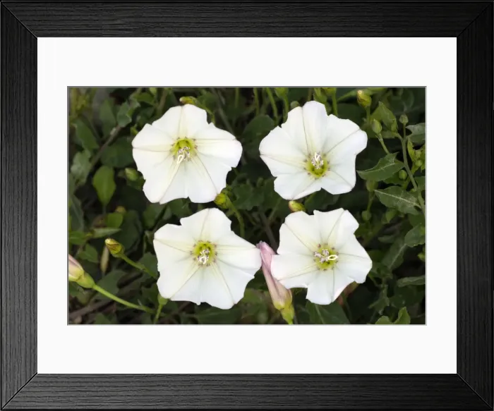 Framed Print : Field Bindweed- four blossoms, Lower Saxony, Germany Framed Print : Field Bindweed- four blossoms, Lower Saxony, Germany