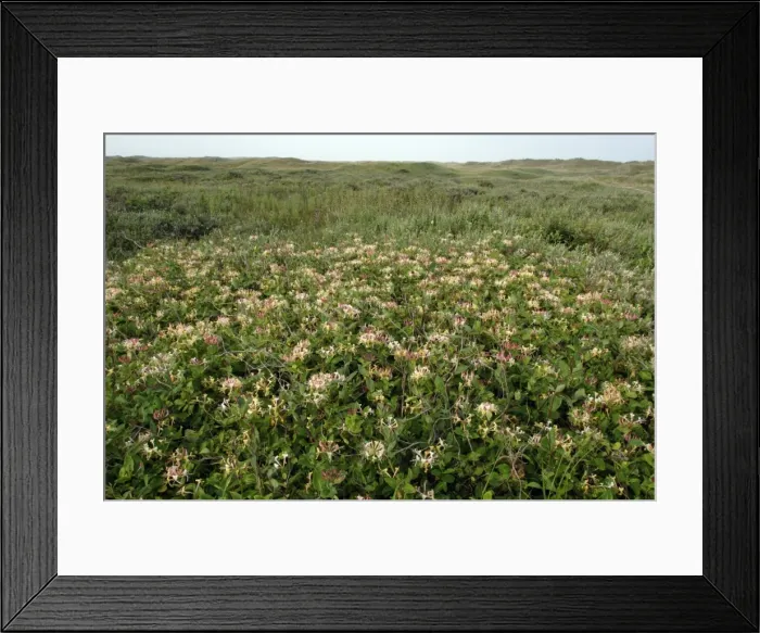 Framed Print : Perfoliate Honey Suckle-in flower covering sand-dunes, Isle of Texel, Holland Framed Print : Perfoliate Honey Suckle-in flower covering sand-dunes, Isle of Texel, Holland