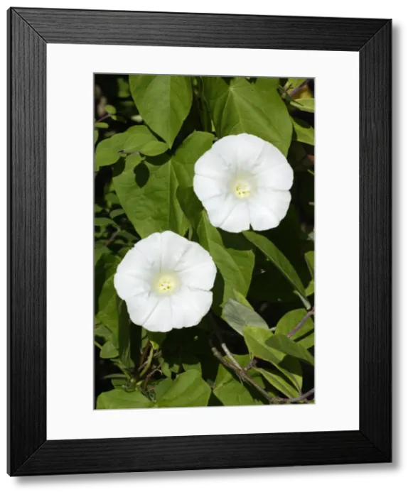 Framed Print : Hedge Bindweed- flowering in garden, Lower Saxony, Germany Framed Print : Hedge Bindweed- flowering in garden, Lower Saxony, Germany