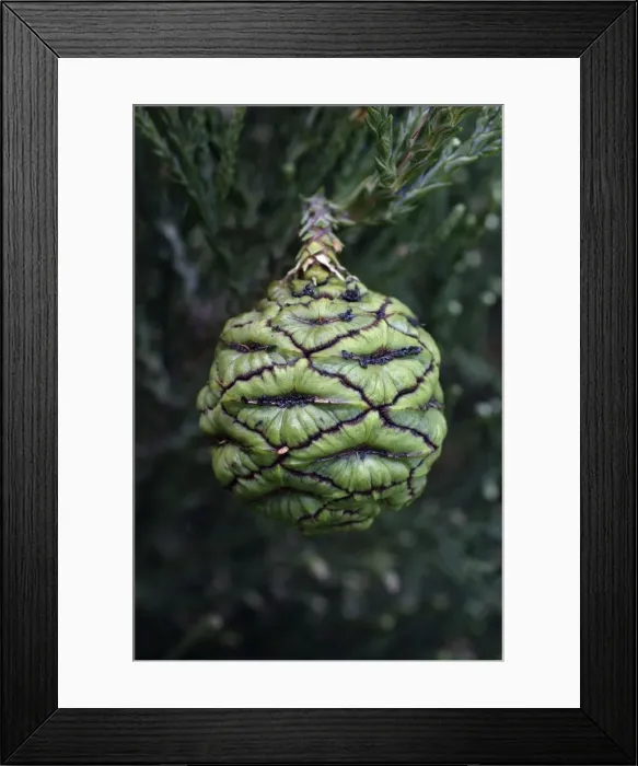 Framed Print : Wellingtonia or Giant Sequoia - unripened fruit or cone, Hessen, Germany Framed Print : Wellingtonia or Giant Sequoia - unripened fruit or cone, Hessen, Germany