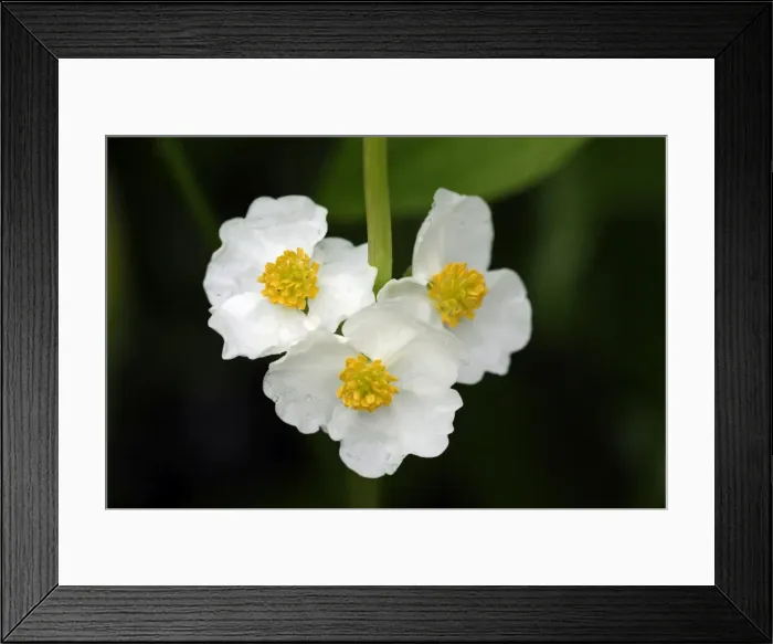 Framed Print : Arrowhead - flowers of plant growing in garden pond, Lower Saxony, Germany Framed Print : Arrowhead - flowers of plant growing in garden pond, Lower Saxony, Germany