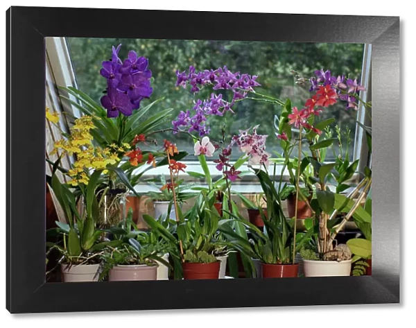 Orchids, Hybrid assortment- in living room, aboreal types, Lower Saxony, Germany