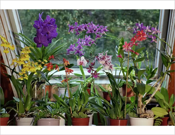 Orchids, Hybrid assortment- in living room, aboreal types, Lower Saxony, Germany