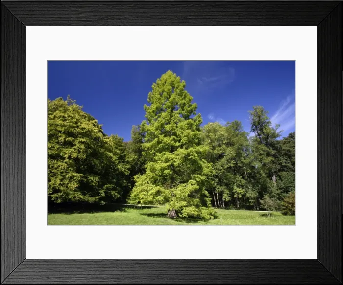 Framed Print : Swamp Cypress Tree- standing in park, Hessen, Germany Framed Print : Swamp Cypress Tree- standing in park, Hessen, Germany