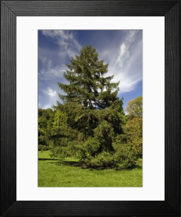 Framed Print : European Larch - single tree on meadow, Lower Saxony, Germany Framed Print : European Larch - single tree on meadow, Lower Saxony, Germany