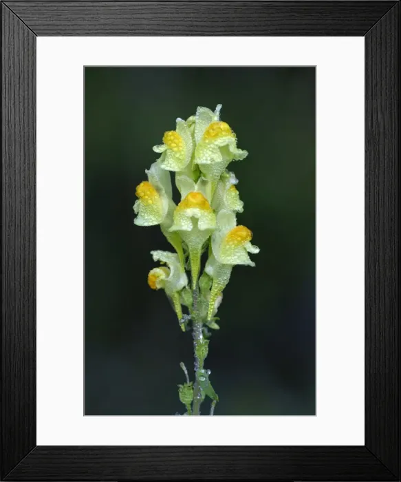 Framed Print : Common Toadflax - flowers covered with morning dew, autumn, Lower Saxony, Germany Framed Print : Common Toadflax - flowers covered with morning dew, autumn, Lower Saxony, Germany
