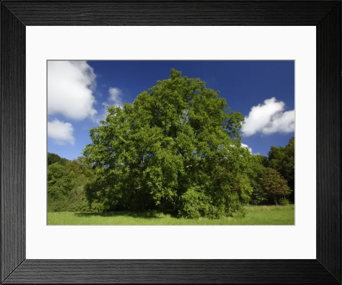 Framed Print : Walnut Tree - standing on country roadside, Hessen, Germany